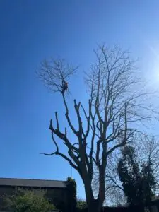 Pollarding in Lambeth - Tree Surgeons in South London LTD