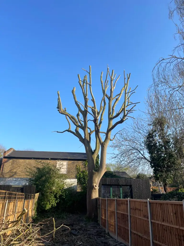 Crown Reduction completed in Lambeth Garden, South London