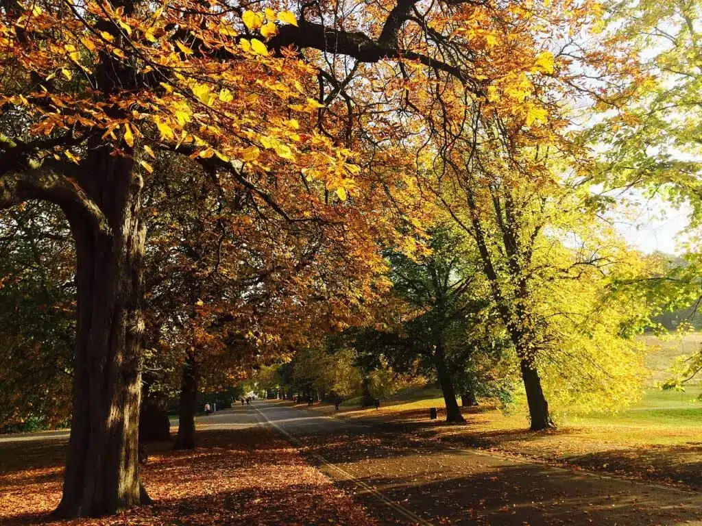 Surveying London's Trees - Horse Chestnuts and other native species in London's Parks carried out by Tree Surgeons in South London Ltd