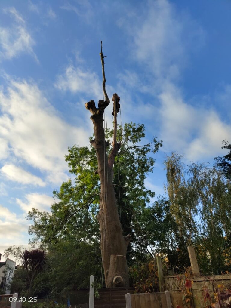 Removing a Tree in Shephards Bush- Tree Surgeons in South London LTD