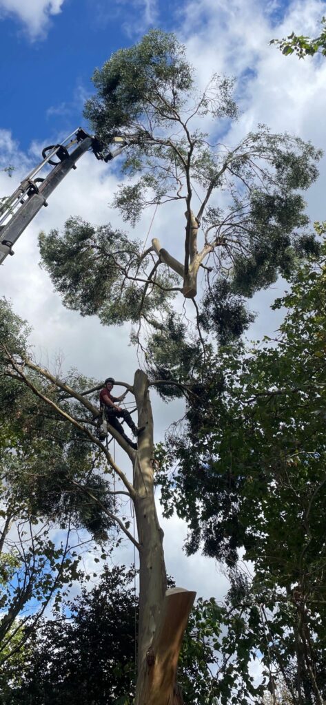 Crane assist Tree removal in Wandsworth by Tree Surgeons in South London
