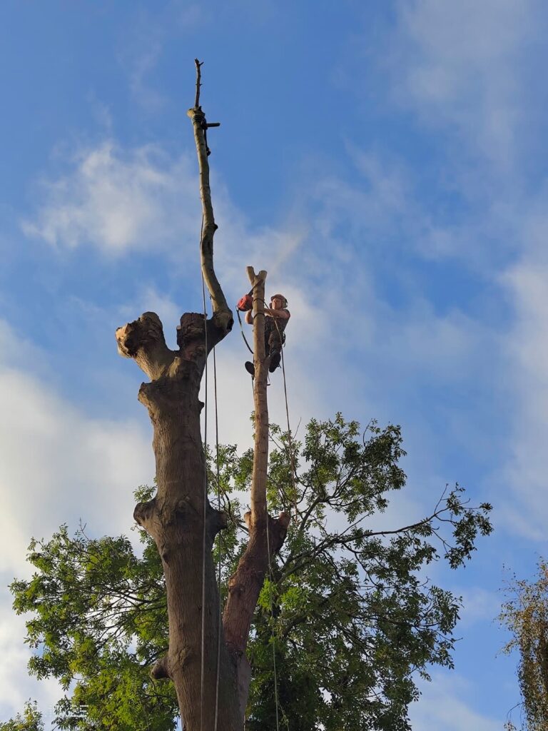 Tree Surgeons In London removing a large Ash Tree in Wimbledon, South London