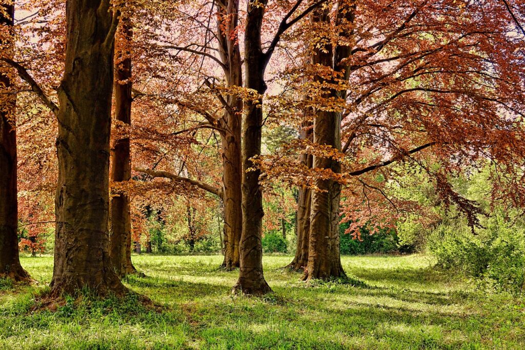 Tree Surgeons in South London manage woodlands and provide surveys