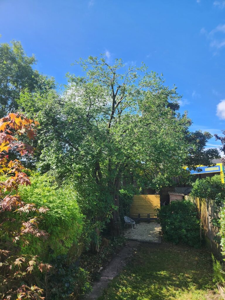 Tree Surgeons In South London