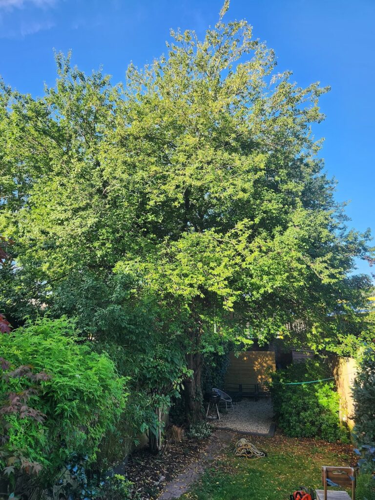 Tree Surgeons In South London
