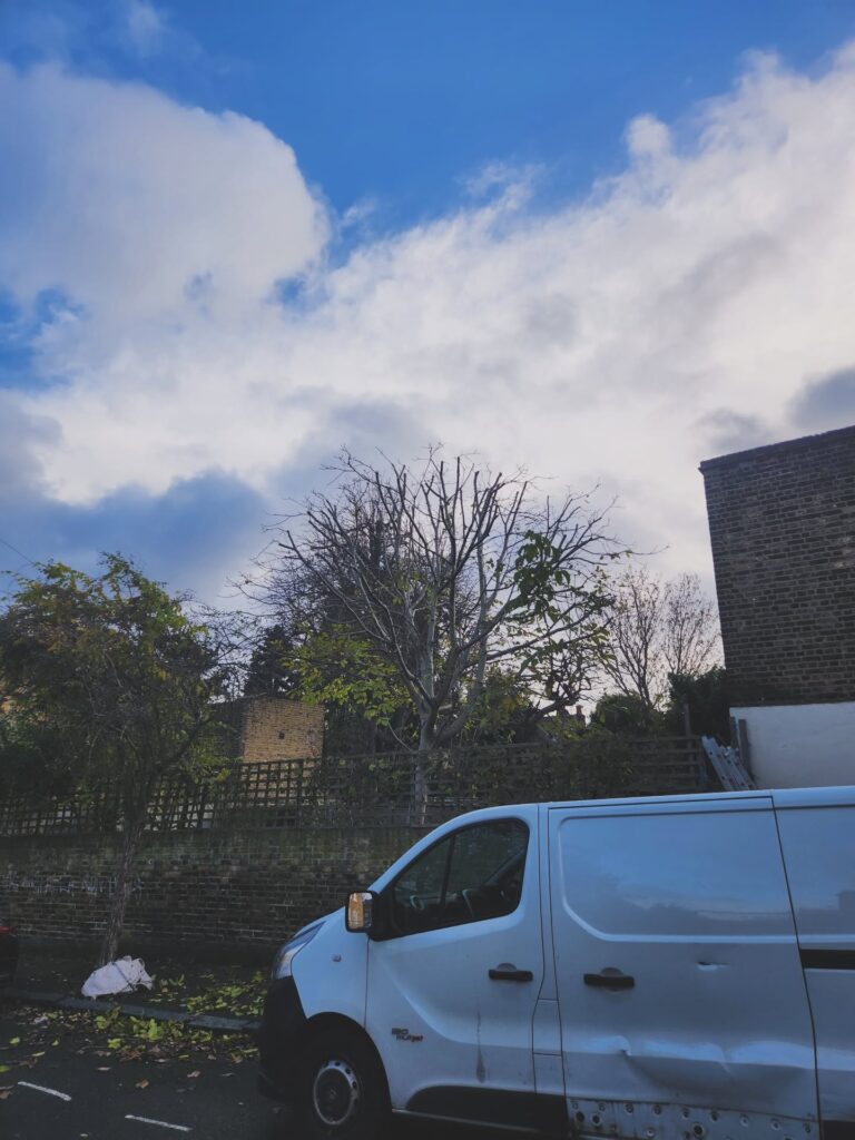 Tree Surgeons In South London