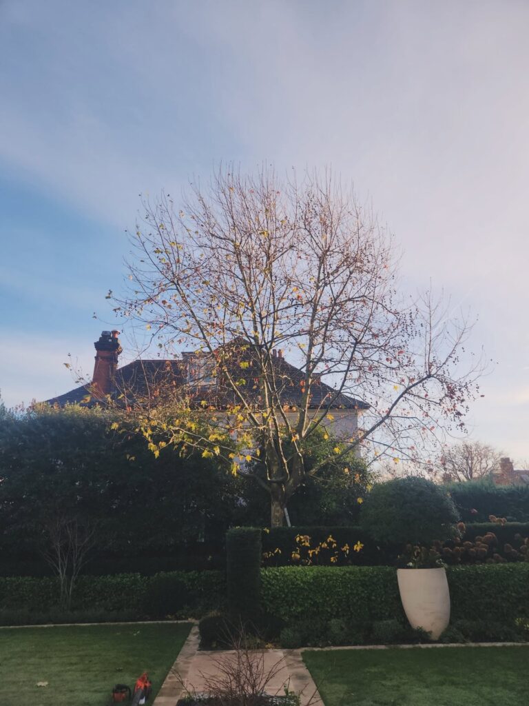 Tree Surgeons In South London