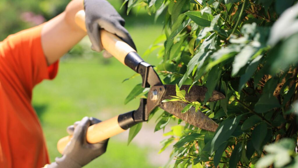 Hedge Trimming South London