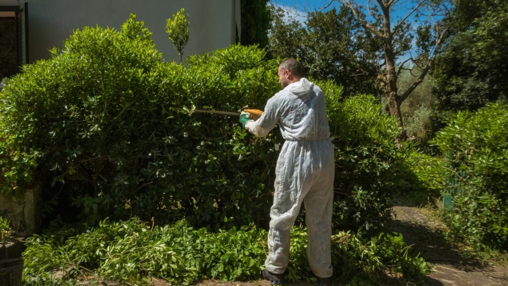 Hedge Trimming South London
