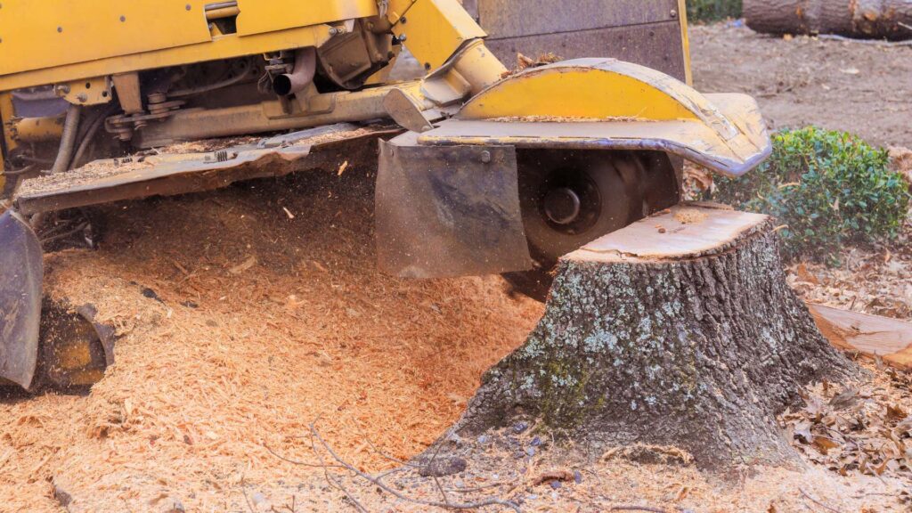 Stump Grinding South London