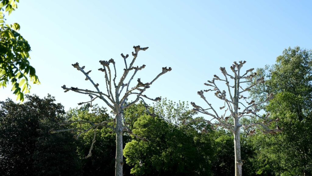 Tree Pollarding in South London