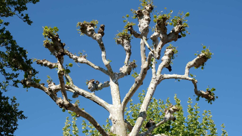 Tree Pollarding in South London