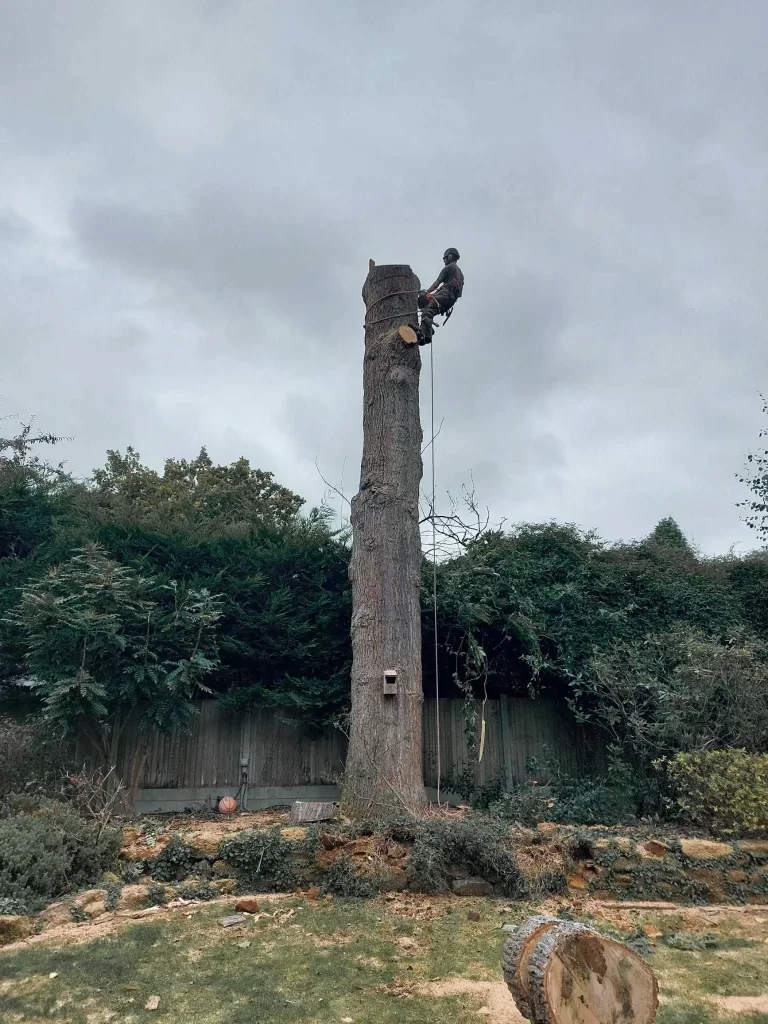 Tree Removal Lewisham | Oak Section Fell Img