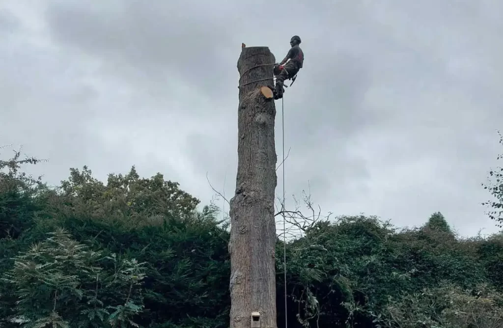 Tree Removal Lewisham | Oak Section Fell