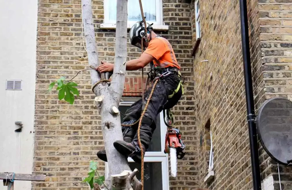 Tree Surgeons in South London